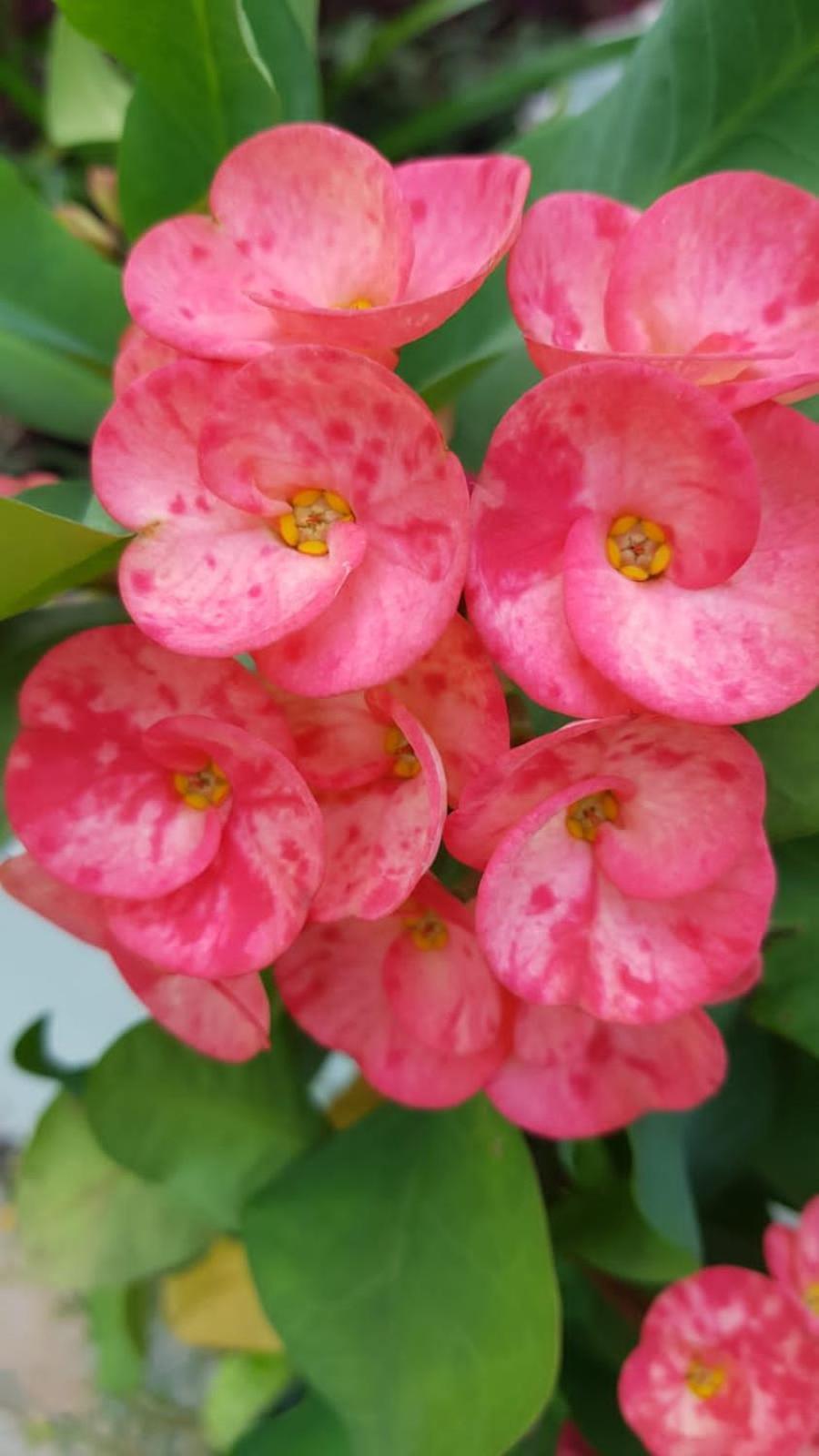Bloom Garden * 暹粒
